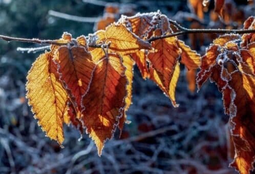 Autumns and winters in the lives of Holy personages