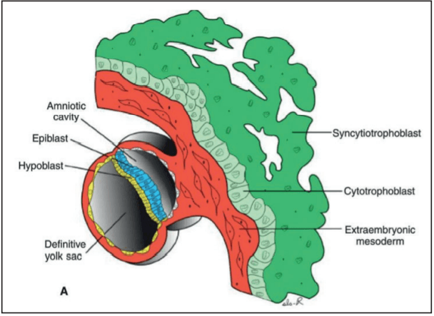 How studying medicine increased my conviction in God