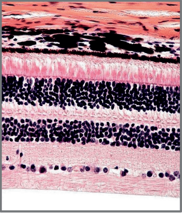 How studying medicine increased my conviction in God