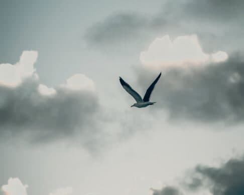 Lessons from four cats and a bird