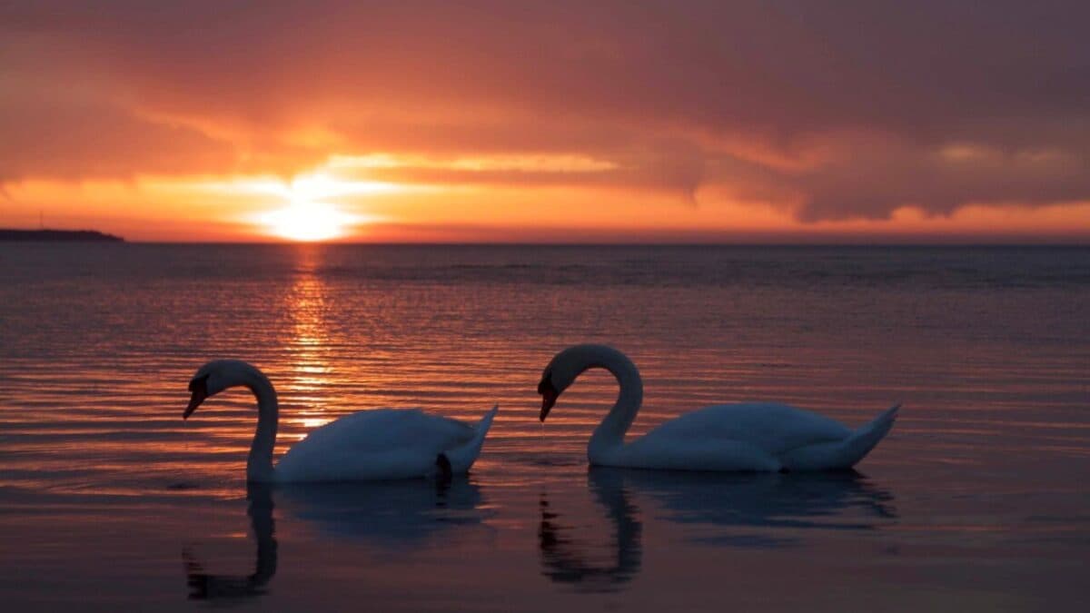 Why is marriage obligatory in Islam?