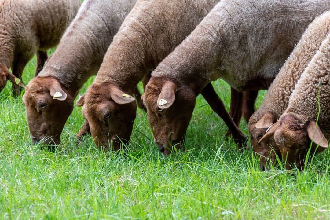 Is it obligatory for pilgrims or all Muslims to sacrifice animals on Hajj?