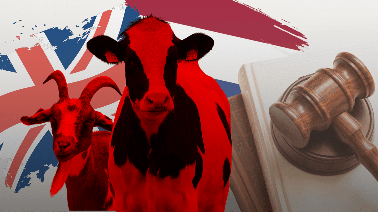 Halal slaughter, stunning and religious freedom: Animal sacrifice laws in the UK and Netherlands