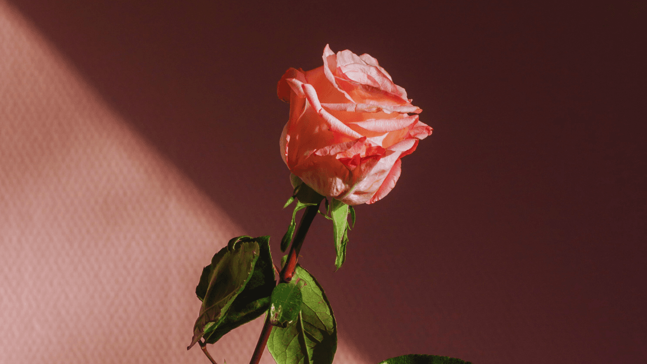 Heart and faith: Islam’s guiding light for the youth’s affection and well-being