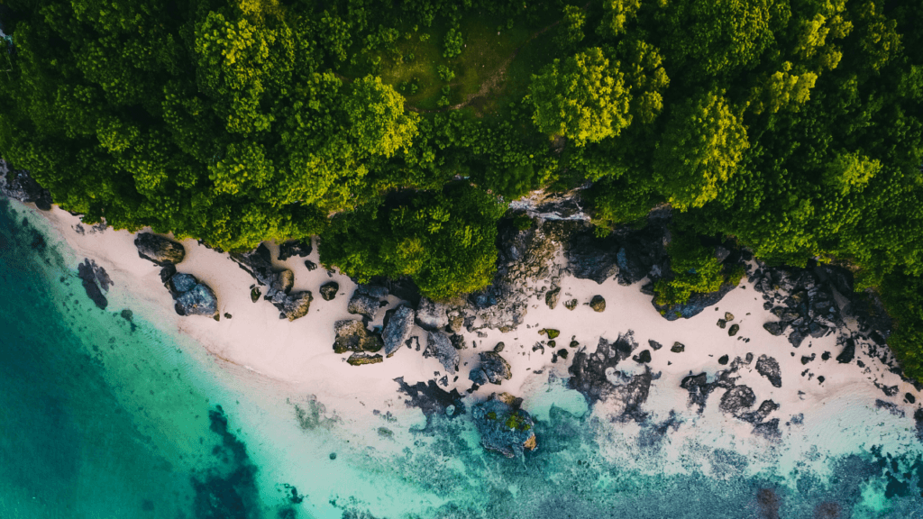 Indonesia-Tree-Shore