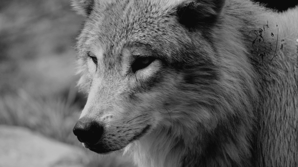 Alhamdulillah for the wolves of Yellowstone
