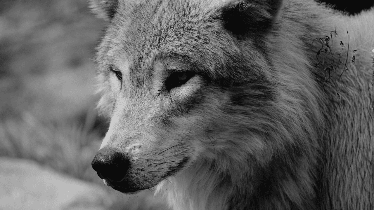 Alhamdulillah for the wolves of Yellowstone