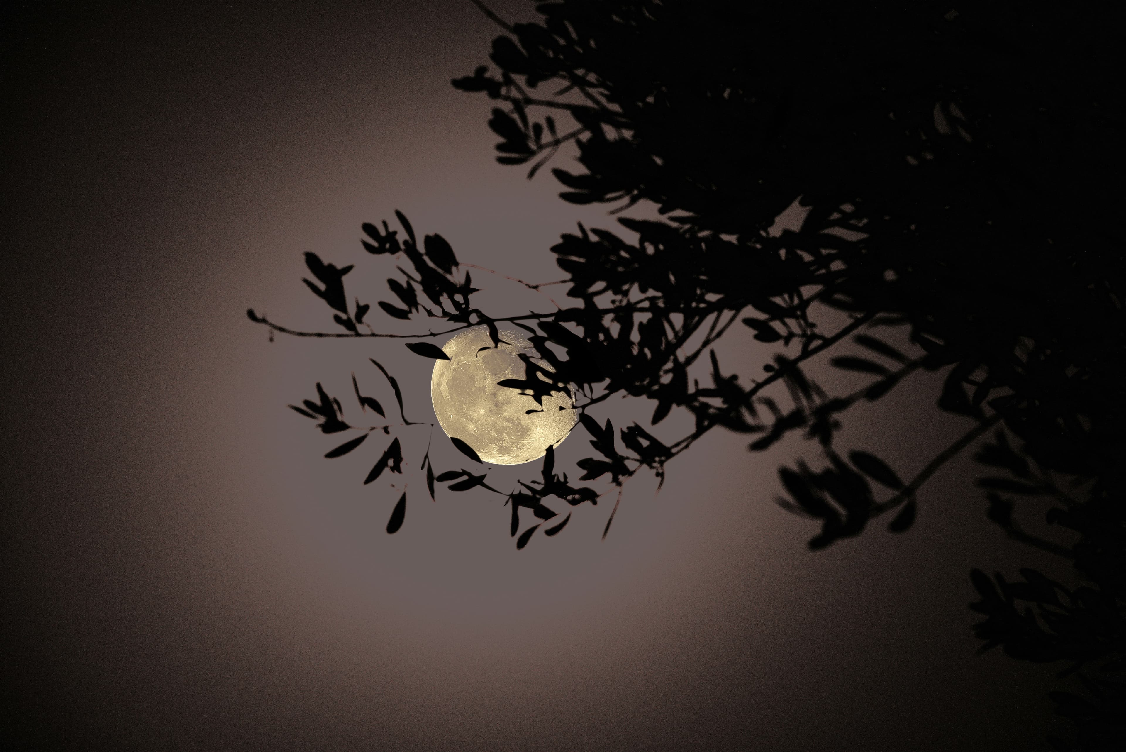 The Moon’s influence on plant growth and development: Myth or mystery