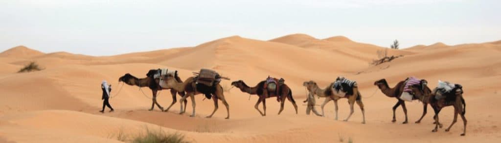 Slavery in Islam: Abolishing the social vice