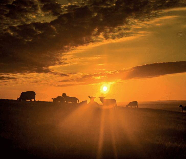 The link between sacrifice and Eid-ul-Adha