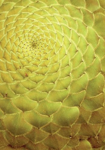 Nature’s testament: How God’s creation reveals His existence