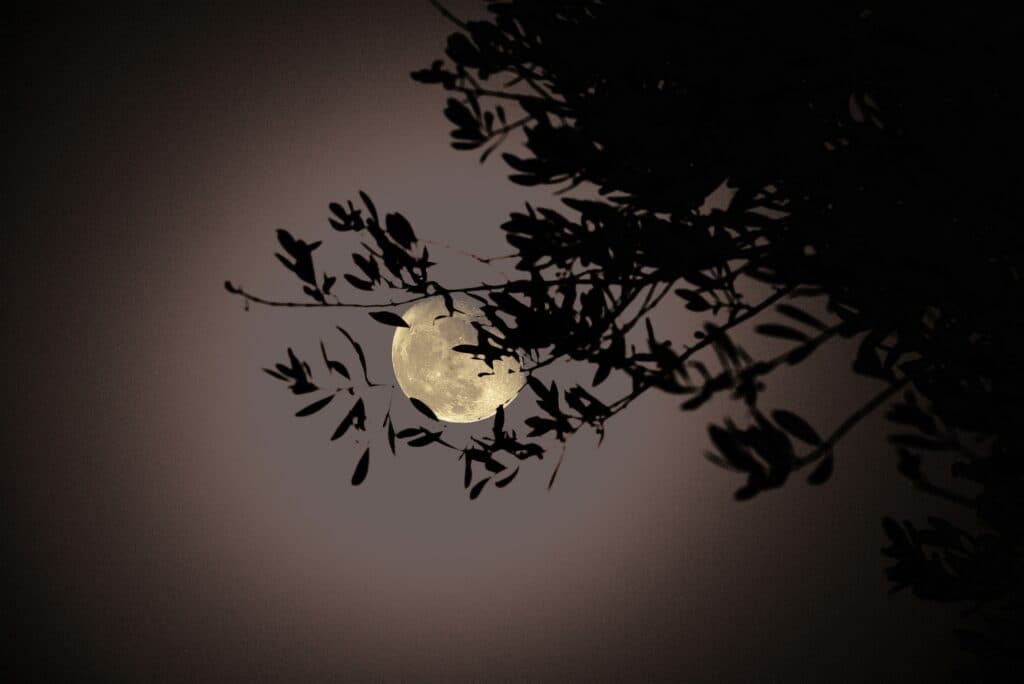 The Moon’s influence on plant growth and development