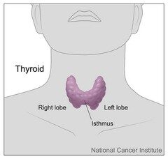 Thyroid gland