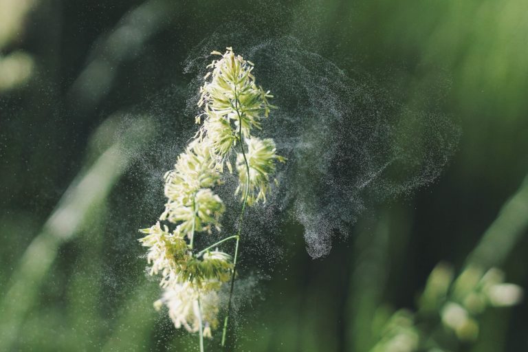 Allergies