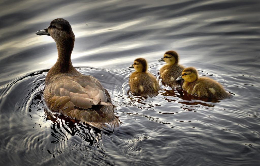 This Mother’s day, be the angel to her Hajira 1 black ducks 2429165