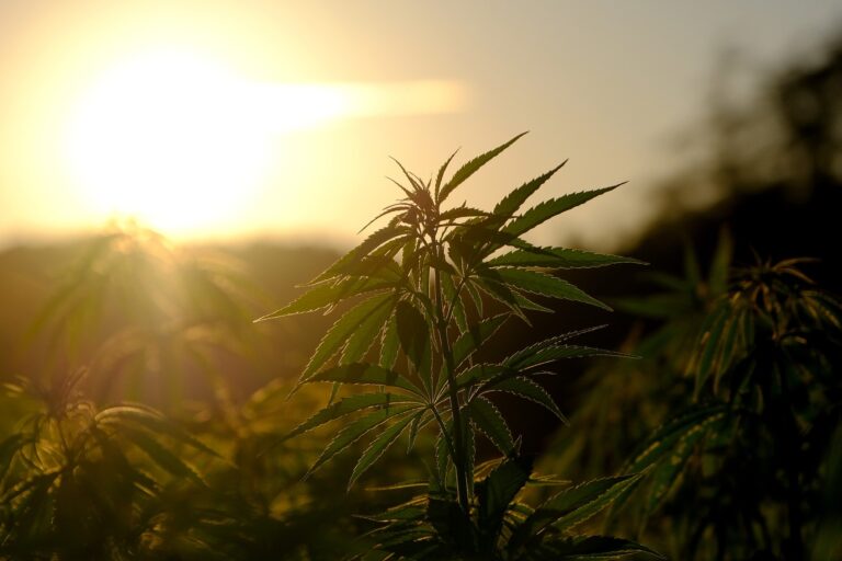 Cannabis and psychosis – Examining the link