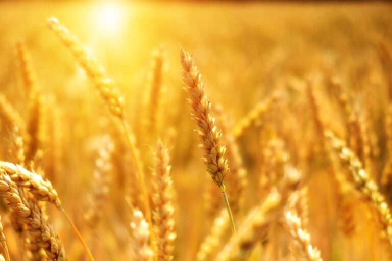 Prayer for blessings in fruit and grain