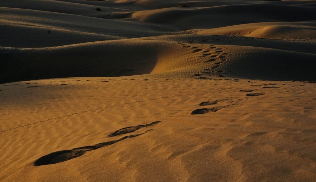 tracks in the sand 3185651