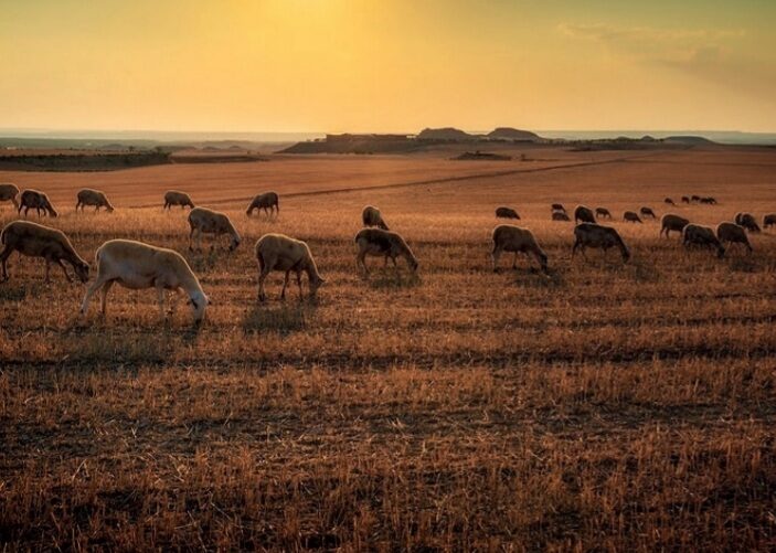Animals (sheep) grazing in a field, ready for Eid al-Adha Qurbani sacrifices