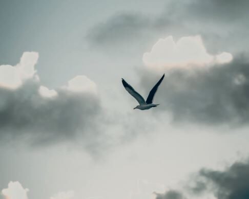 Lessons from four cats and a bird 1 bird