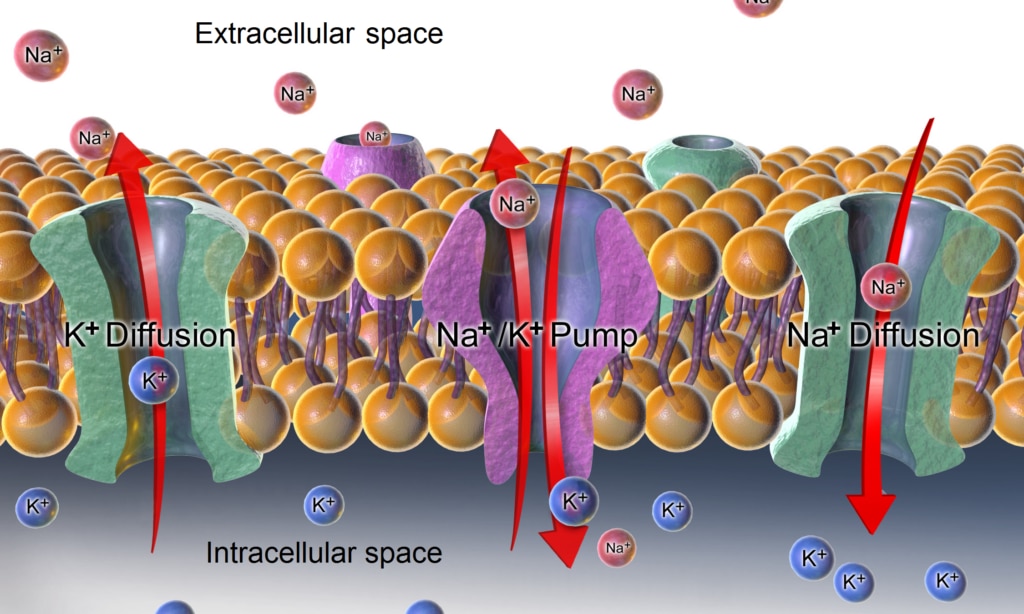 Sodium potassium pump and diffusion